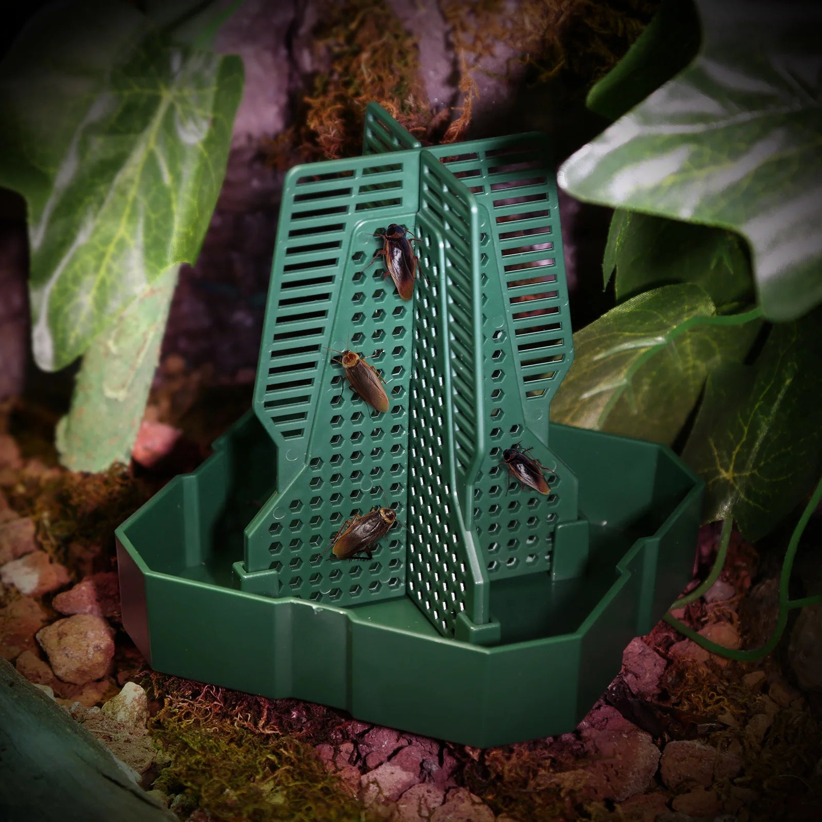 Live Food Feeding Dish for Reptiles