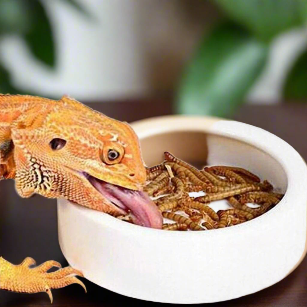 Anti-Escape Reptile Feeding Bowl