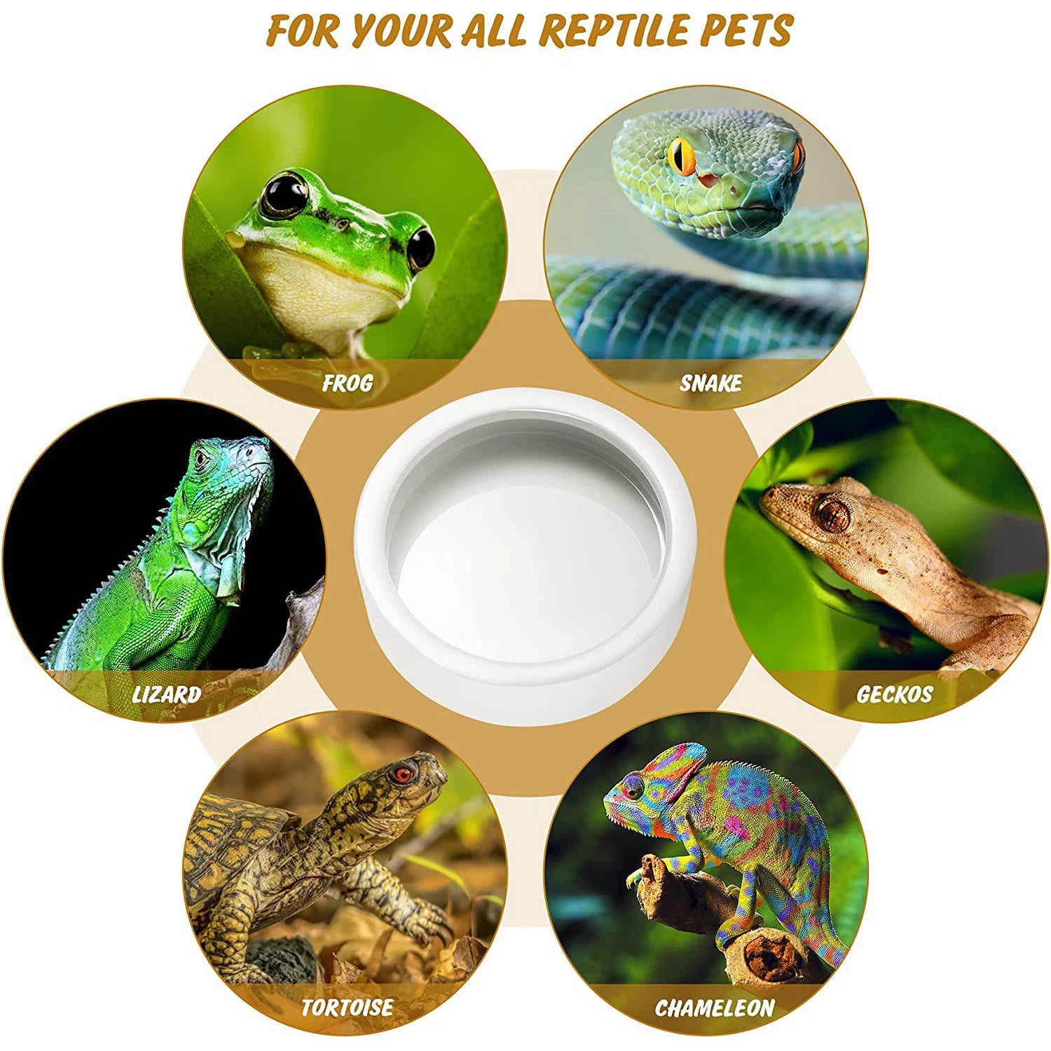 Anti-Escape Reptile Feeding Bowl