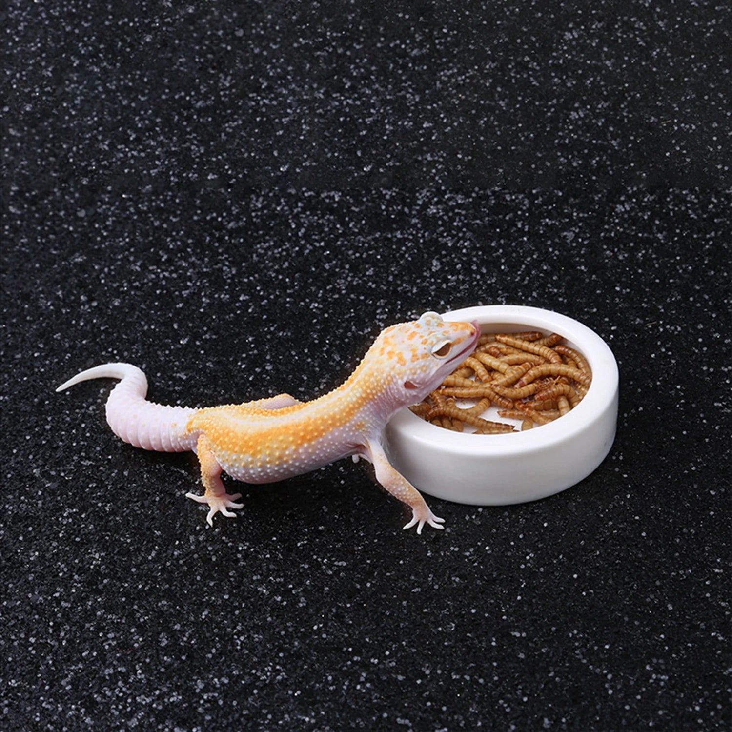 Anti-Escape Reptile Feeding Bowl